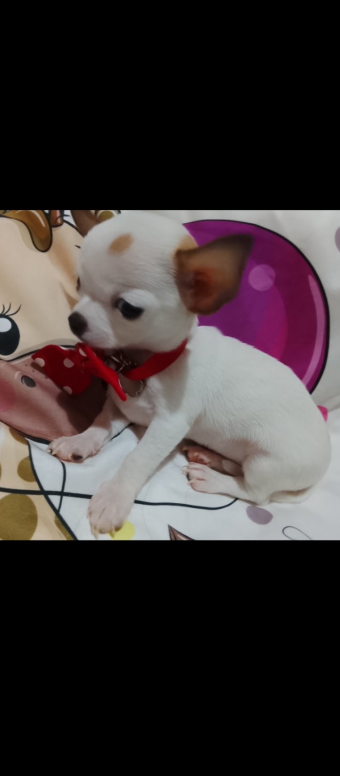 👑 MINI ČIVAVE 👑