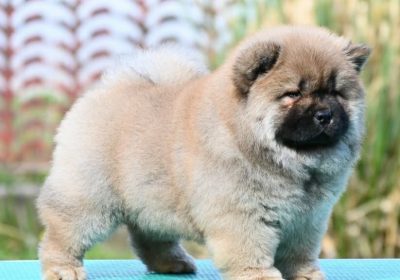 03f6539c-edd2-480e-9575-243cc7bcca49