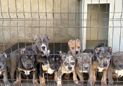 1-americanbullyV0426