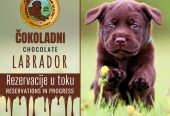 Braon Labrador štenci