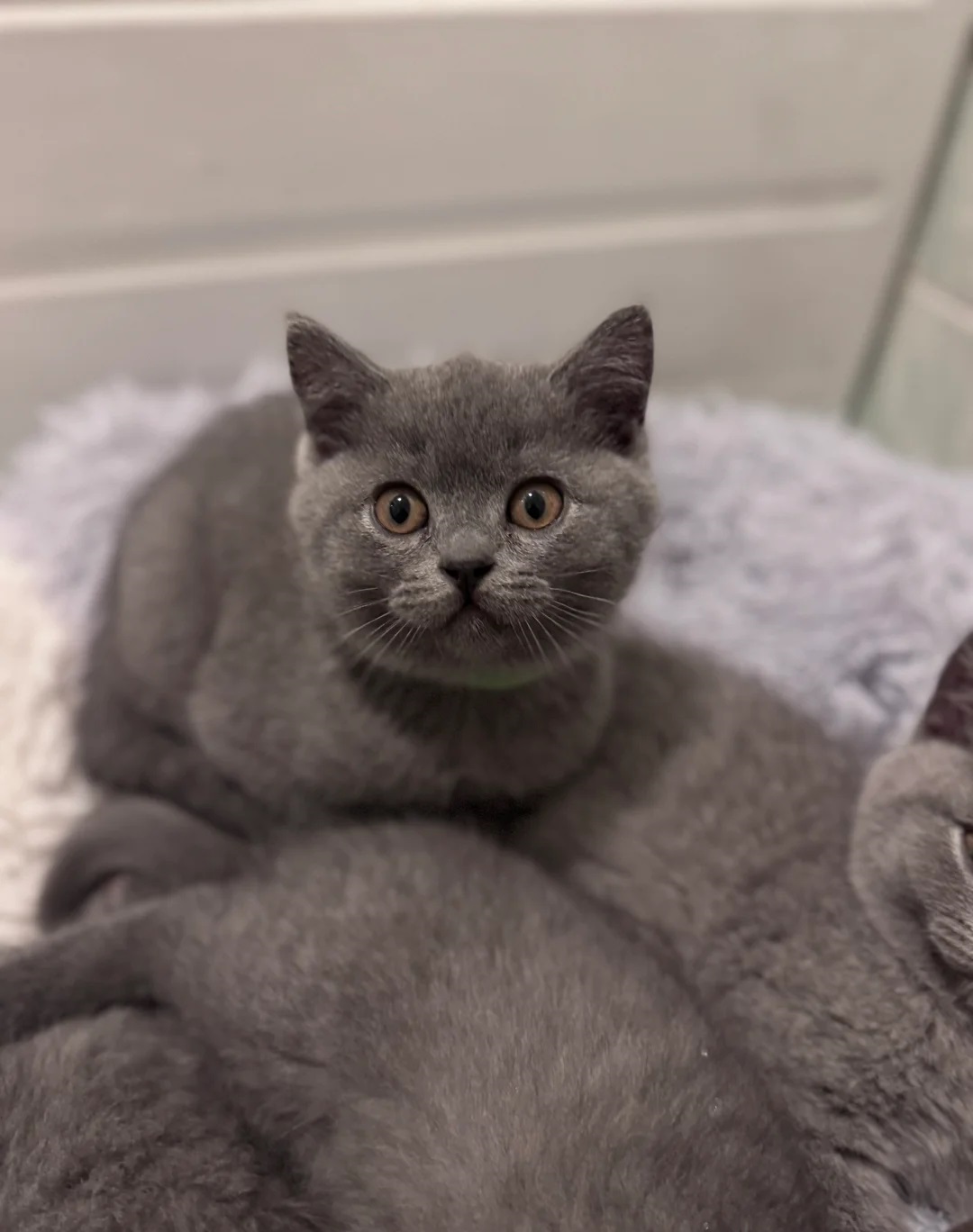 Britanski kratkodlaki mačići – Pažljivo uzgojeni