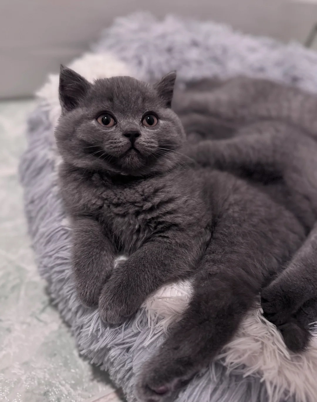 Britanski kratkodlaki mačići – Pažljivo uzgojeni