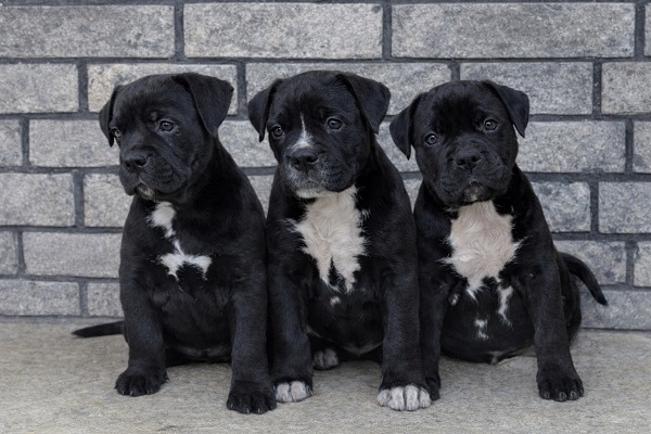 American bully XL / XXL