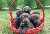 Braon Labrador štenci