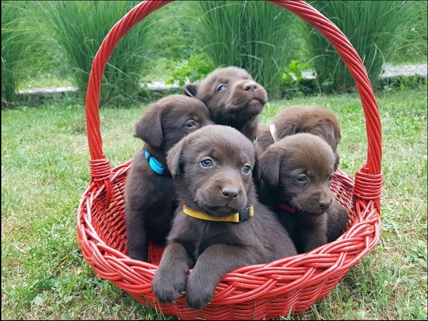 Braon Labrador štenci