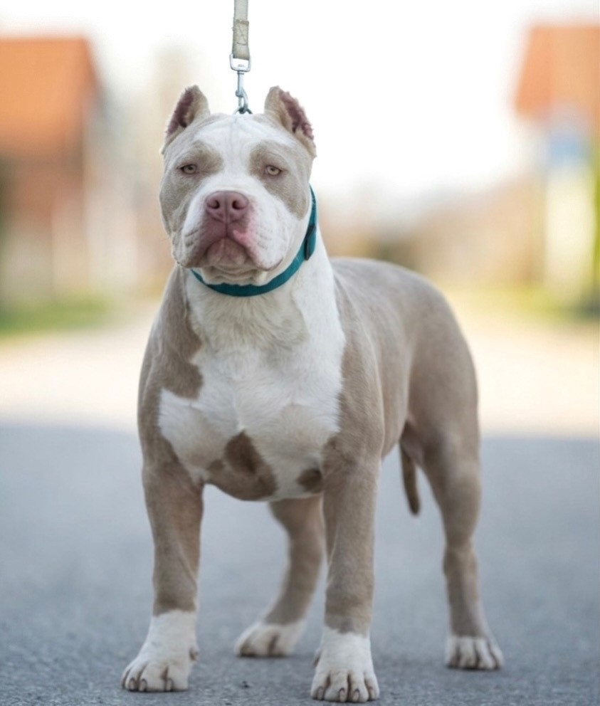 American bully XL / XXL