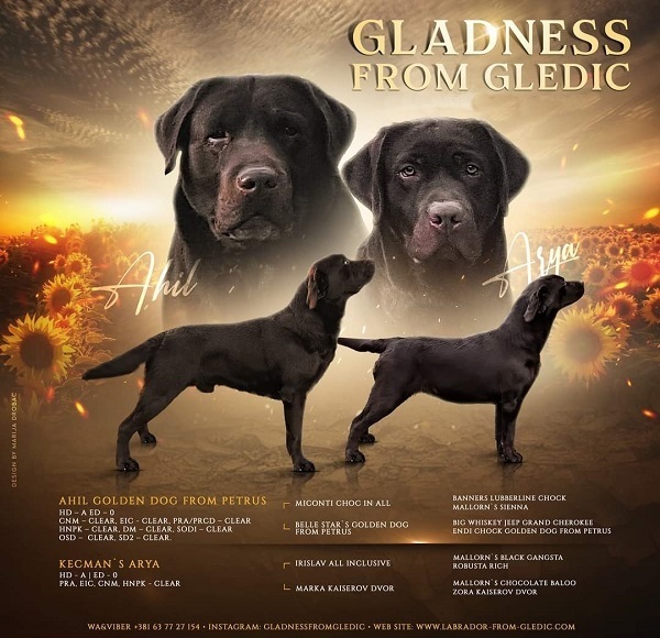 Braon Labrador štenci