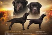 Braon Labrador štenci