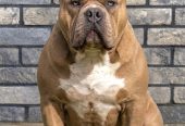 American bully XL / XXL