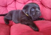 Braon Labrador štenci