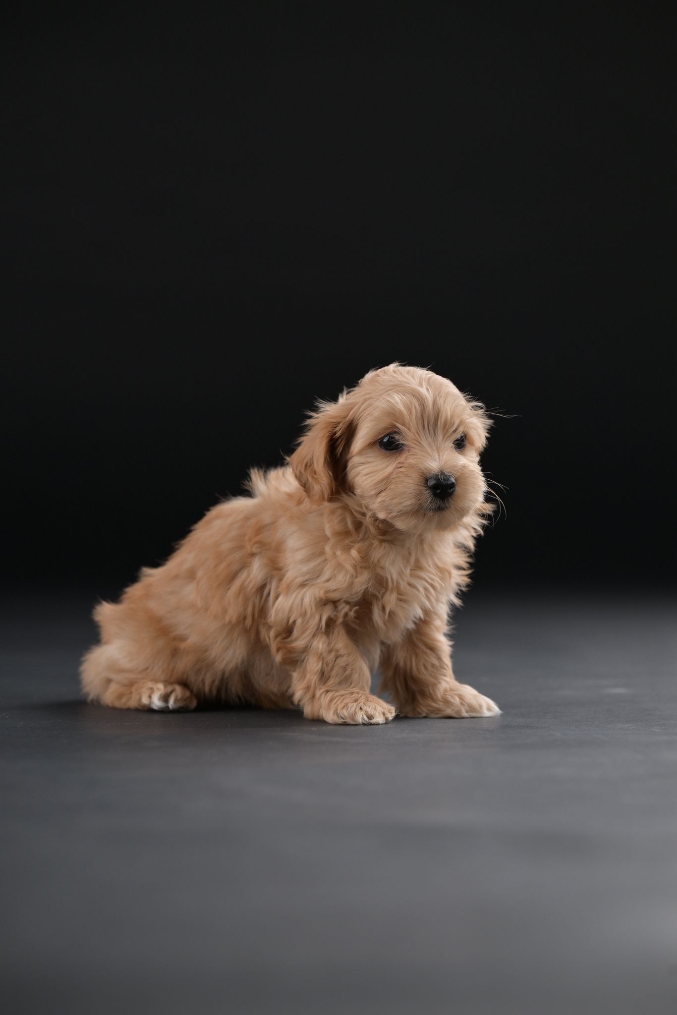 Havanski Bišon prelepi štenci