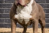 American bully XL / XXL
