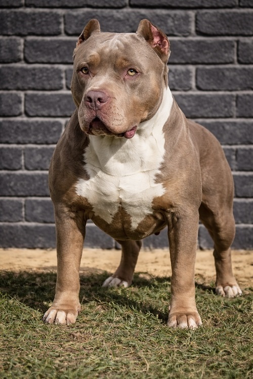 American bully XL / XXL