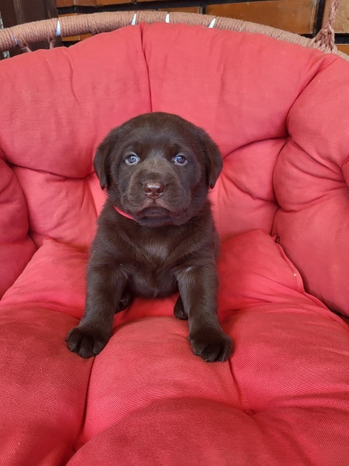 Braon Labrador štenci