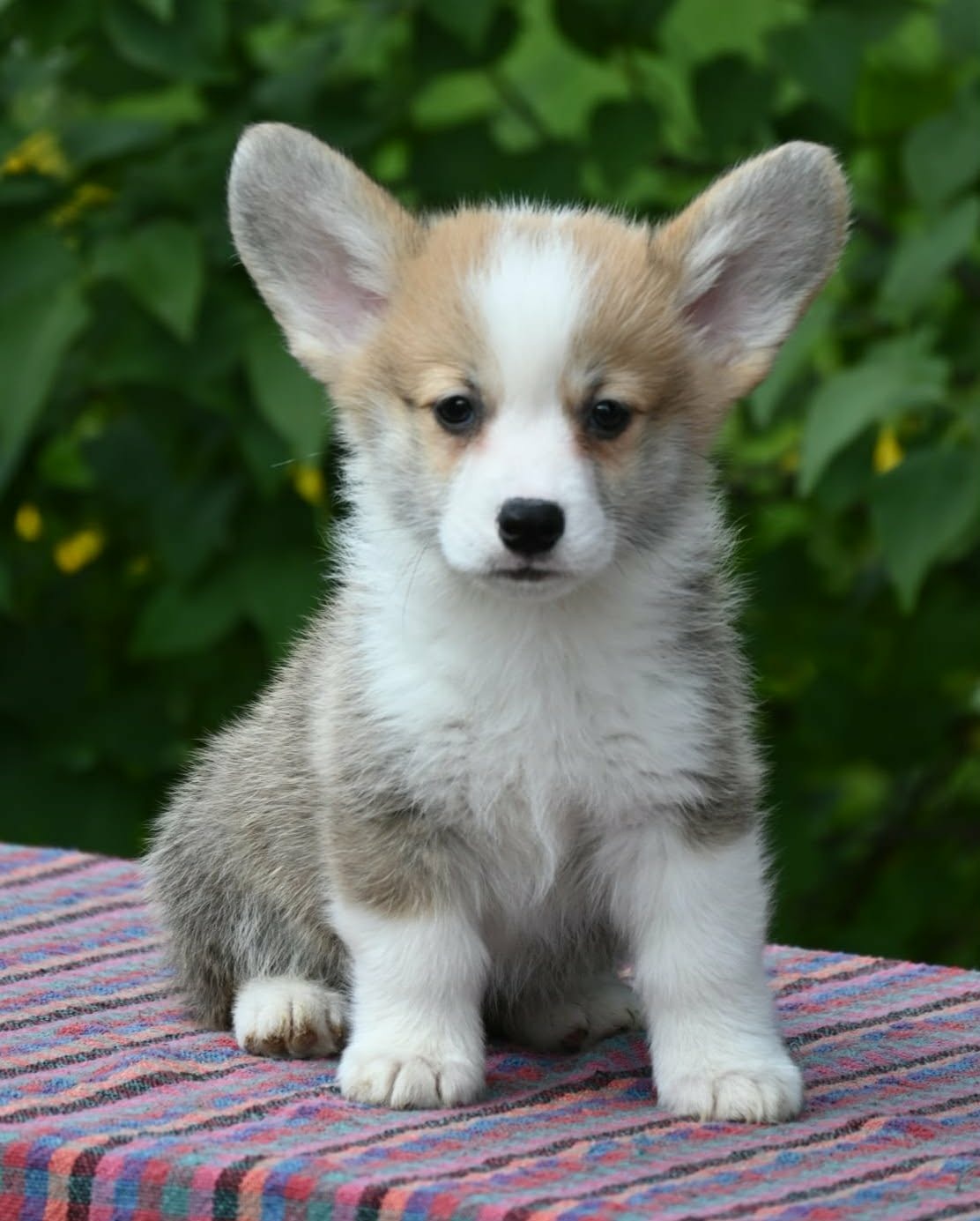Velski korgi/Welsh Corgi Pembroke štenci