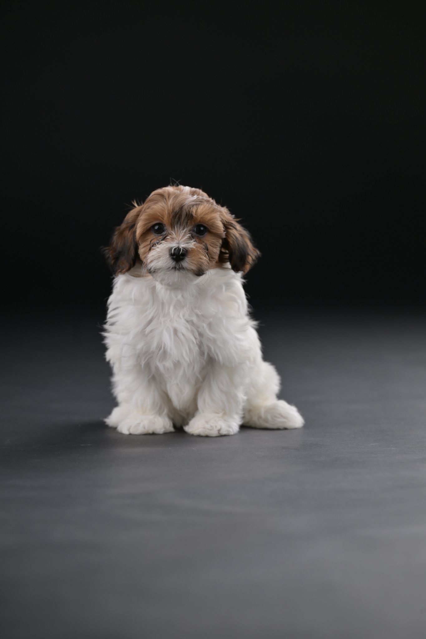 Havanski Bišon prelepi štenci