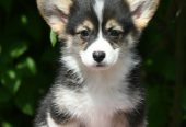 Velski korgi/Welsh Corgi Pembroke štenci