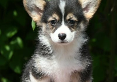 7f7a8179-e04b-48f5-87cb-8ce171e53b70