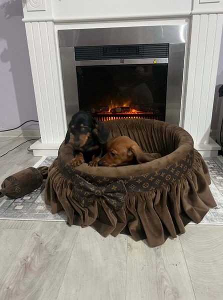 Patuljasti jazavičari kratkodlaki