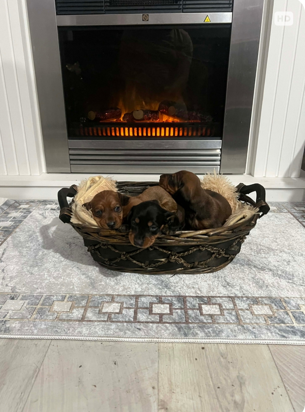 Patuljasti jazavičari kratkodlaki