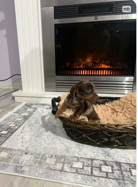 Patuljasti kratkodlaki jazavičari ekstra mini