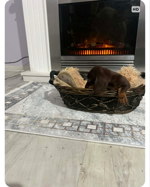 Patuljasti kratkodlaki jazavičari ekstra mini