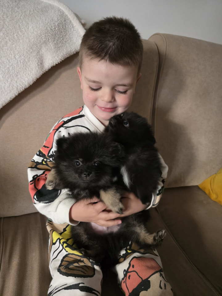 Na prodaju preslatki pomeranci