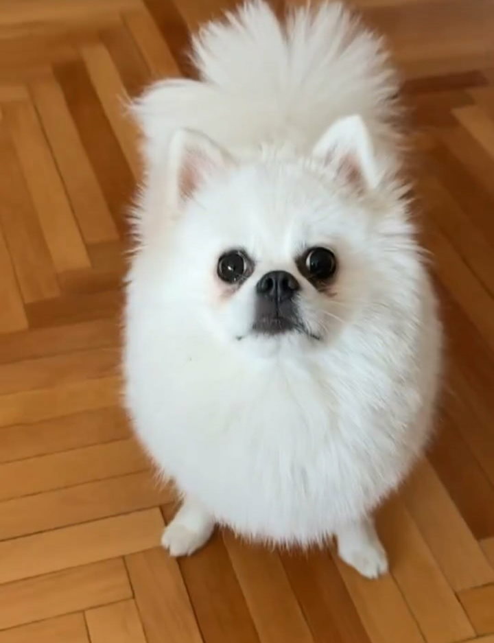 Na prodaju preslatki pomeranci