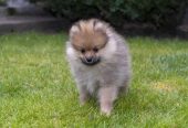 Štenci pomeranaca vrhunskog, šampionskog porekla