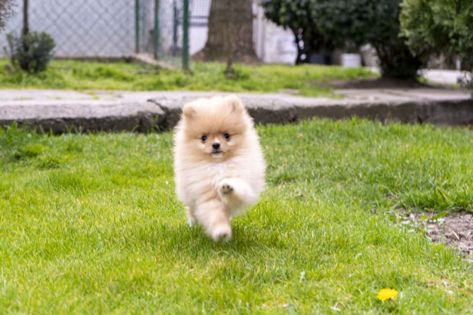 Štenci pomeranaca vrhunskog, šampionskog porekla