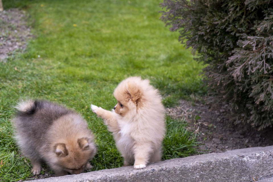 Štenci pomeranaca vrhunskog, šampionskog porekla