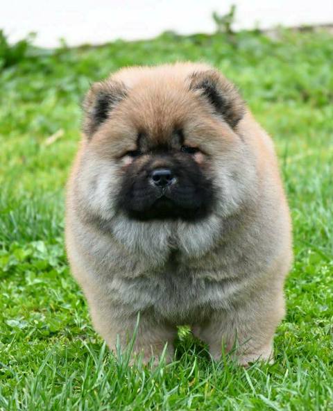 Chow Chow Cau Cau Čau Čau