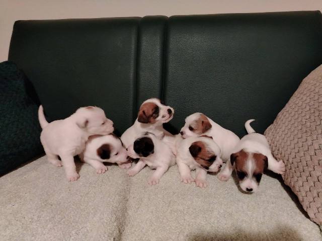 Džek Rasel Terijer, štenci