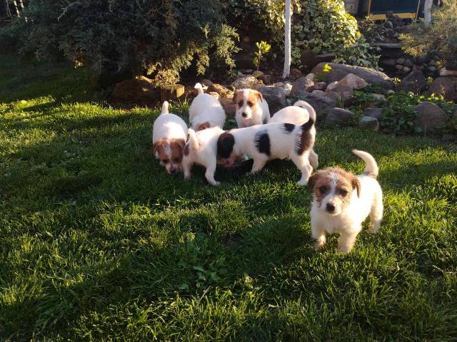 Džek Rasel Terijer, štenci