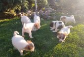 Džek Rasel Terijer, štenci