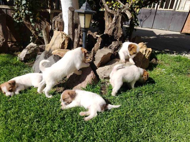 Džek Rasel Terijer, štenci