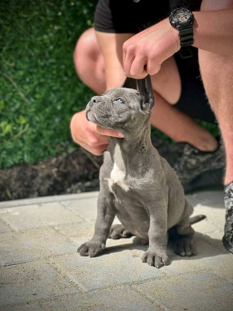 Cane Corso štenci