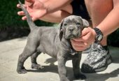 Cane Corso štenci