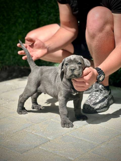 Cane Corso štenci