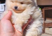 Najlepsi Pomeranci Boo samo u Pom_Hash_Starsu