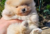 Najlepsi Pomeranci Boo samo u Pom_Hash_Starsu