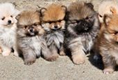 Najlepsi Pomeranci Boo samo u Pom_Hash_Starsu