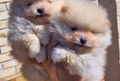 Najlepsi Pomeranci Boo samo u Pom_Hash_Starsu