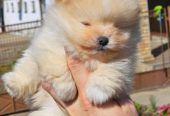 Najlepsi Pomeranci Boo samo u Pom_Hash_Starsu