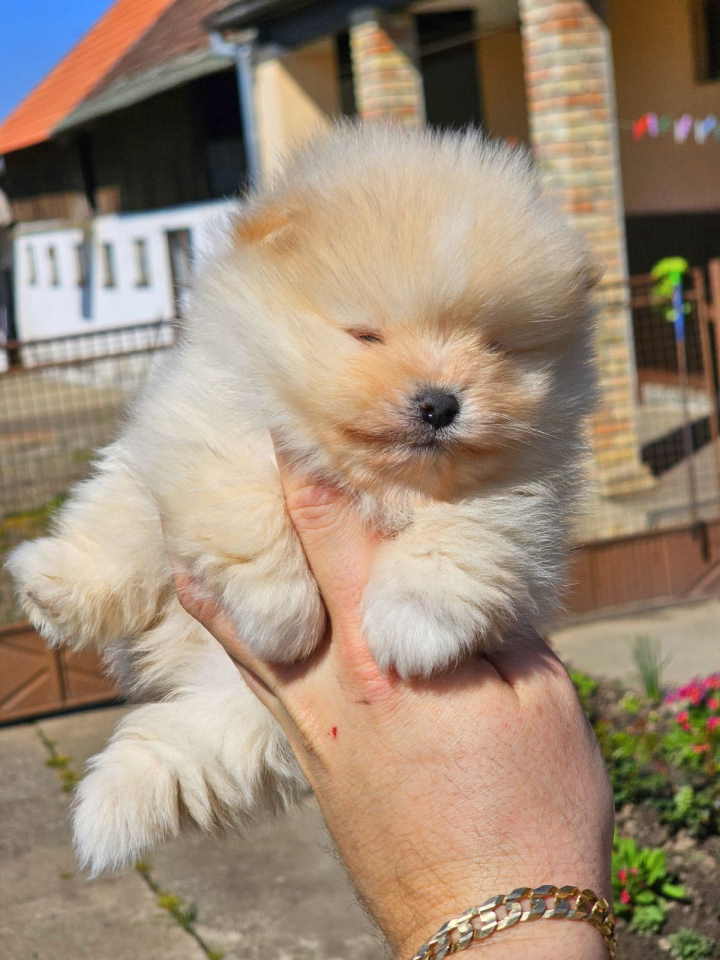 Najlepsi Pomeranci Boo samo u Pom_Hash_Starsu