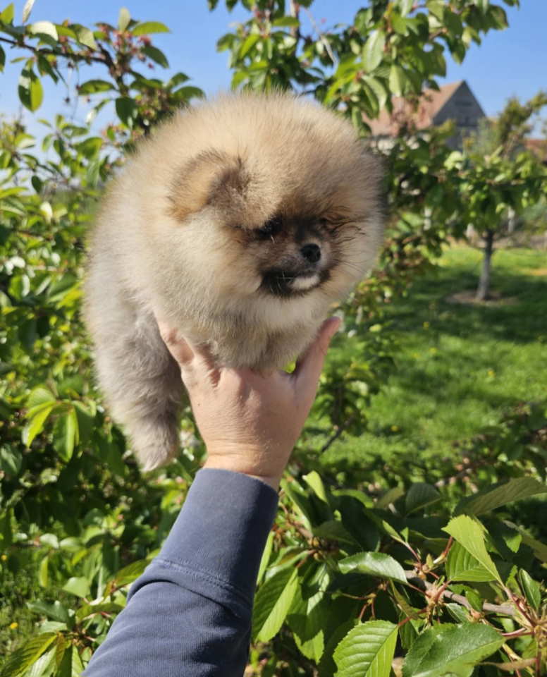 Najlepsi Pomeranci Boo samo u Pom_Hash_Starsu