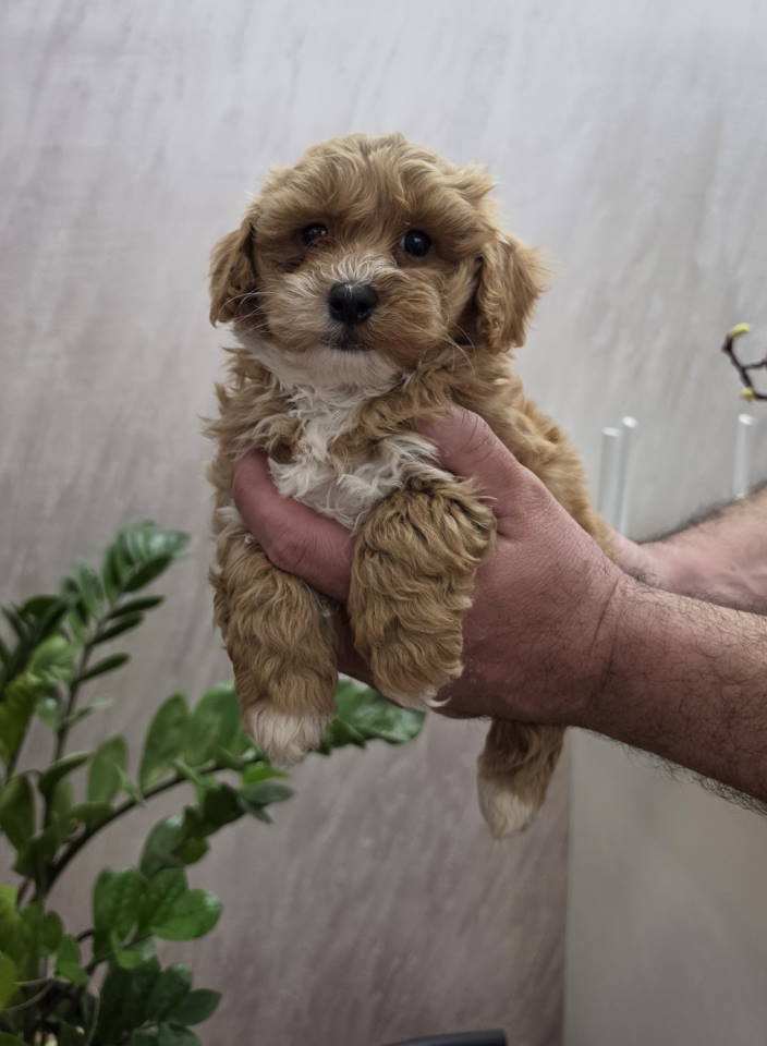 Maltipoo stenci spremni su za preuzimanje