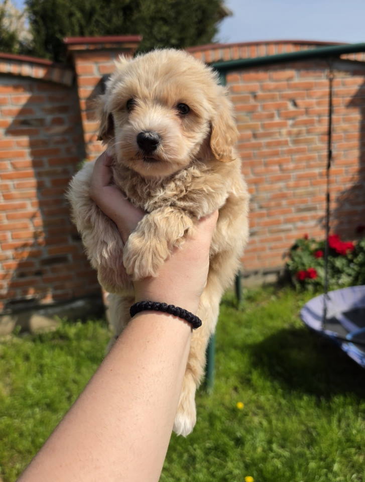 Maltipoo stenci spremni su za preuzimanje