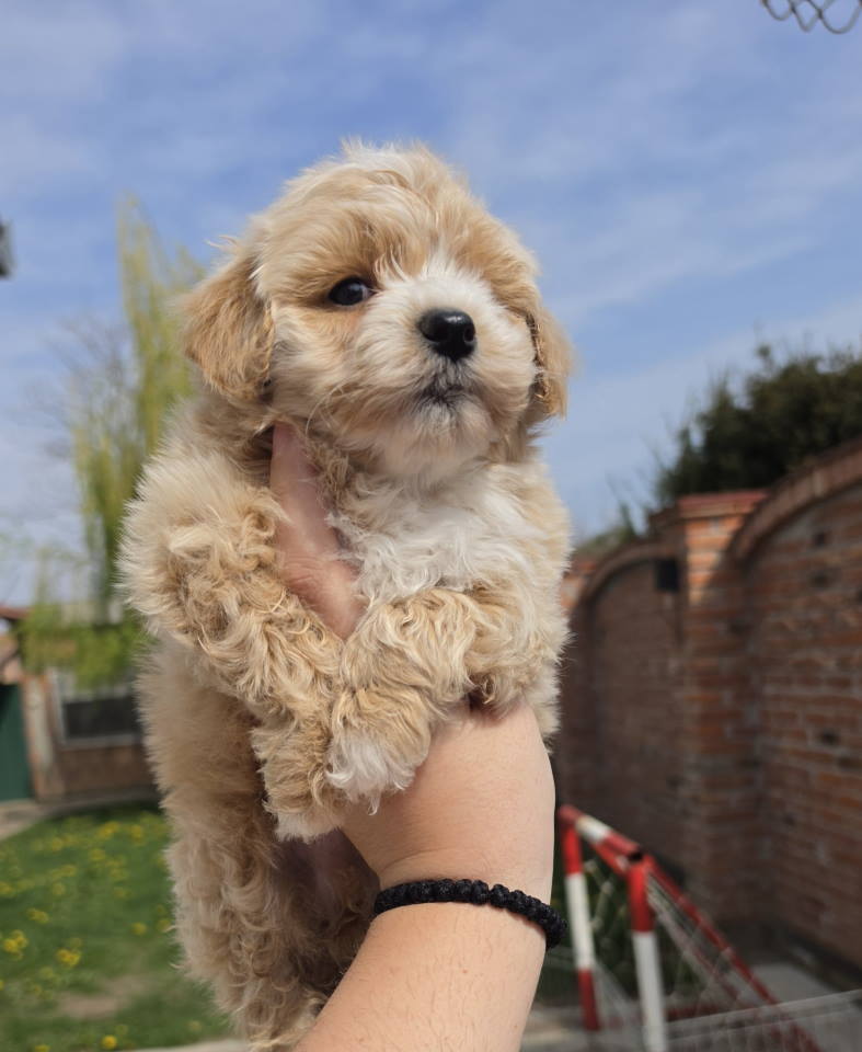 Maltipoo stenci spremni su za preuzimanje