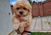 Maltipoo stenci spremni su za preuzimanje